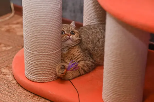 Kedi mobilyaların üzerinde oynuyor..