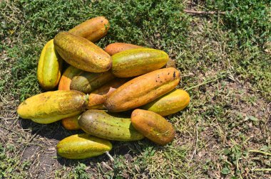 Olgunlaşmış salatalıklar çimlerin üzerinde yatıyor.