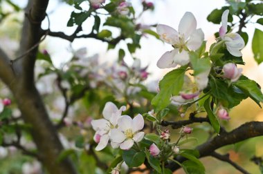 İlkbaharda kiraz çiçekleri açar. arkaplan