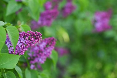 Yakın planda bir leylak dalının arkaplanı