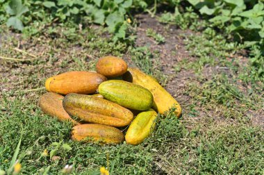 Bir avuç olgunlaşmış salatalık.