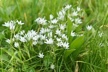 Beyaz ornithogalum çiçeklerinin bahar çiçekleri.. 
