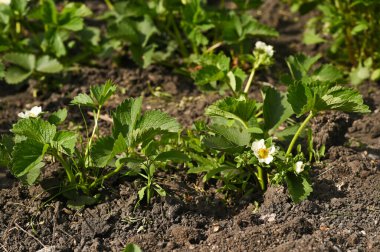 Bahçede yetişen çilekler.