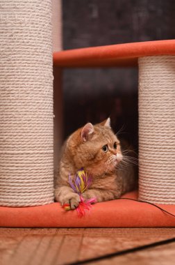 Kedi pençelerinde oyuncak tutar.