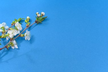 Çiçekli kiraz dalları. Mavi arka planda düz bir zeminde yatıyordu. İlkbahar. Metin veya logo için yer. 