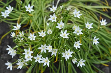 ornithogalum. Arka plan çok güzel beyaz çiçekler..