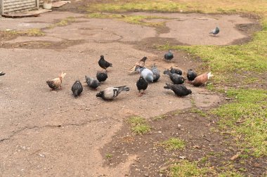 Güvercinler asfaltta yemek yiyor.