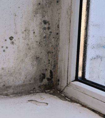 Islak pencerenin köşesindeki küf.