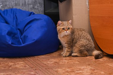 Kedi evin zemininde oturuyor.