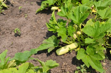 Bahçede kabak yetişiyor.