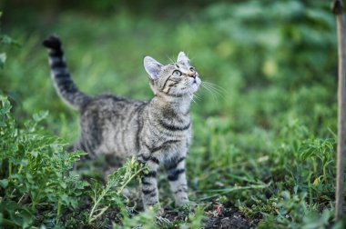 Yeşil çimenlikteki bir kedi yavrusu. Kedi yukarı bakar.