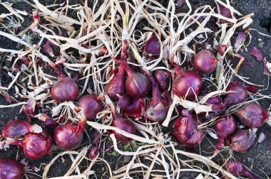 Soğanlar yere. hasat edilen mahsul