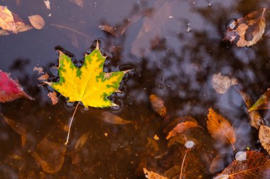 Sonbahar arkaplan akçaağaç yaprağı suda. Sonbahar konsepti