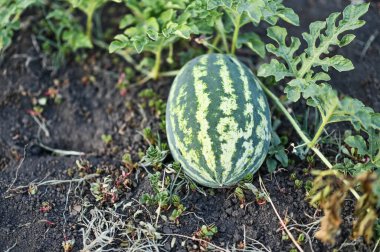 Karpuz bahçede yetişir. yakın plan