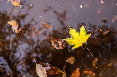 Su birikintisinde sarı bir akçaağaç yaprağı. Sonbahar konsepti