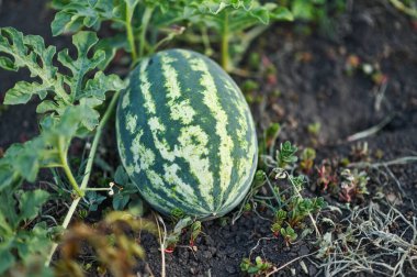 Bahçede karpuz yetişiyor.