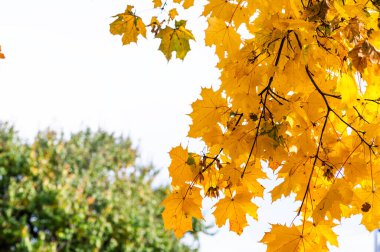 Sarı akçaağaç yaprakları. sonbahar arkaplanı