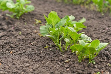Baharda bahçede yetişen patates filizleri.