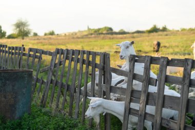 Keçiler otlaktan eve döner, çitleri geçer.