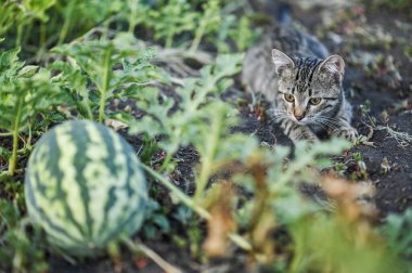 Güzel bir kedi yavrusu tarlada büyüyen bir karpuza bakar.