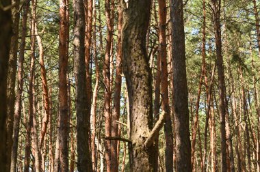Uzun çam ağaçları olan bir çam ormanı.