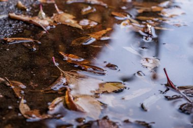 Sonbaharda, yağmurdan sonra yapraklar düşer ve su birikintilerinde yatar.