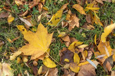 Yeşil çimlerin üzerinde sarı yapraklar. 