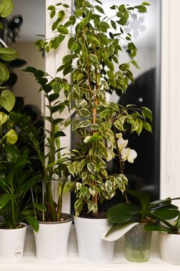 Kapalı alandaki bitkiler incir ağacı ve incir ağacı Benjamin pencere eşiğinde saksıdaydı. dikey