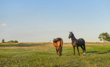 İki at bir çayırda otlatmak. 