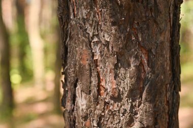 Ağaç gövdesi. yakın plan çam ağacı kabuğu