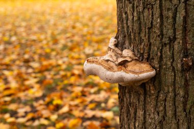 Ağaçta büyük bir mantar yetişiyor.