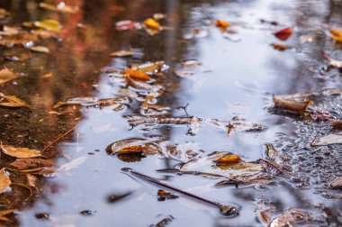 Sonbaharda, yağmurdan sonra yapraklar su birikintilerinde olur.