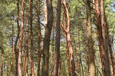 Uzun çam ağaçları olan bir orman. 
