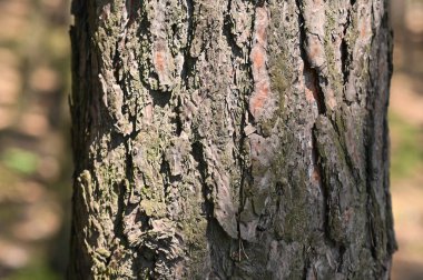 Bir çam ağacının kabuğu yakın plandadır. arkaplan