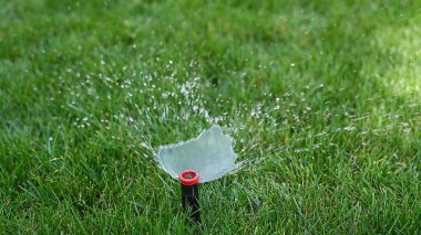 Su damlacıklarıyla yeşil çimlerin fıskiyesi.