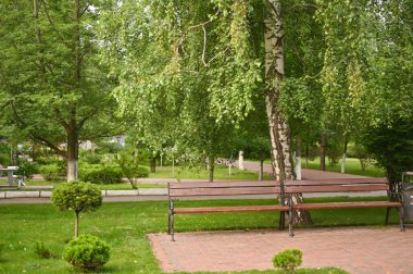 Parkta iki bank var. yeşil yapraklar