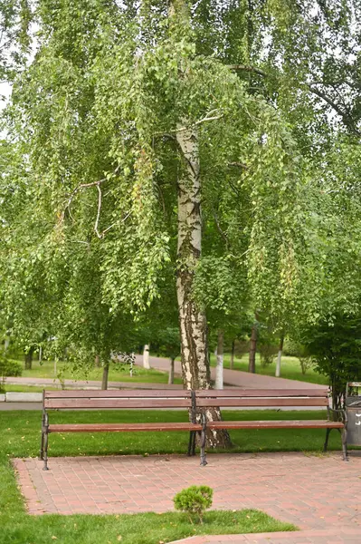 Parkta iki bank var. Yeşil yapraklar. dikey