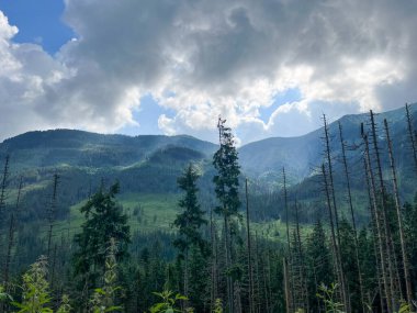Ormanlı güzel bir dağ manzarası. yatay ufuk 