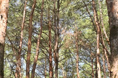 Uzun çam ağaçları olan bir çam ormanı.