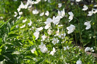 white spring flowers of the Anemone forest.  clipart