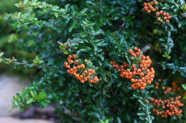 Pyracantha coccinea kırmızı böğürtlenleri yakın plan,