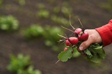 Elinde taze bir turp