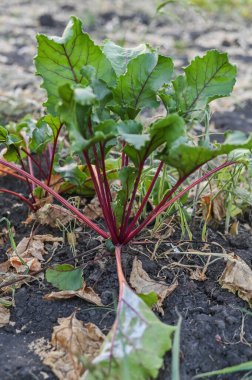 Pancar kökü tarlada büyür..