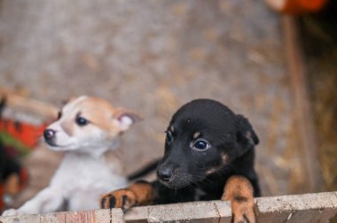Sığınakta başıboş köpek yavruları.