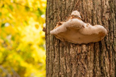 Ağaç gövdesinde bir mantar. sonbahar arkaplanı