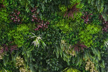 Bitkilerle dolu bir duvar, duvar kağıdı ve yeşil malzemeden yapılmış bir arka plan. Doğa ekicili bir duvar.