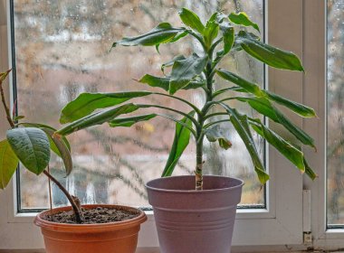 Pencerenin yanında Kokulu Dracaena Massangeana. 