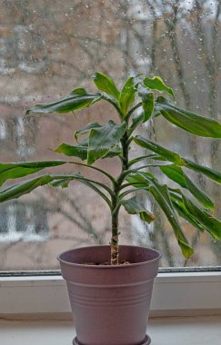 Pencere camının arkasında Dracaena var. Dracaena massangeana