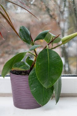 Ficus evdeki pencere eşiğinde bir tencerede yetişiyor.