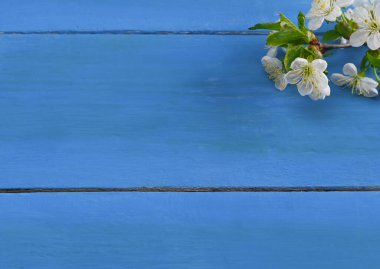 Cherry branches with blooming white flowers on a background of blue boards. mock up and layout clipart